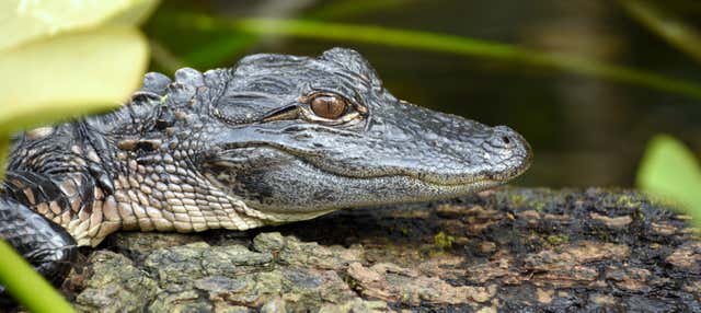 Everglades Day Trip