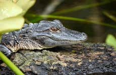 Everglades Day Trip