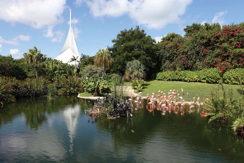 Flamingos on Jungle Island