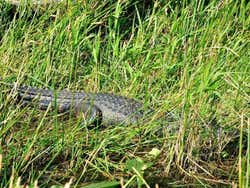 Everglades, caiman stalking