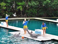 Miami Seaquarium, Flipper's Show